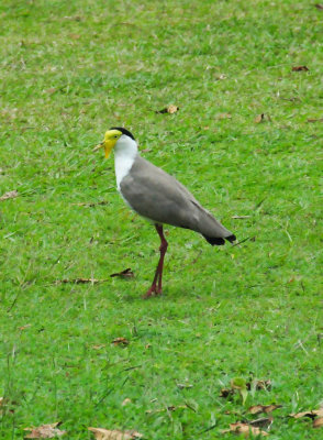 Masked Lapwing