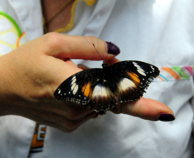 Michelle holding  a Butterfly at the Kuranda Butterfly Snactuary