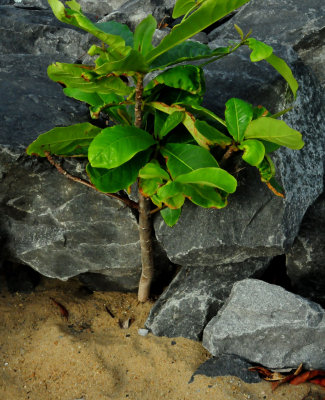 Rock and Plant at Trinity Beach