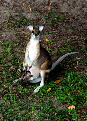 Wallaby and a Joey