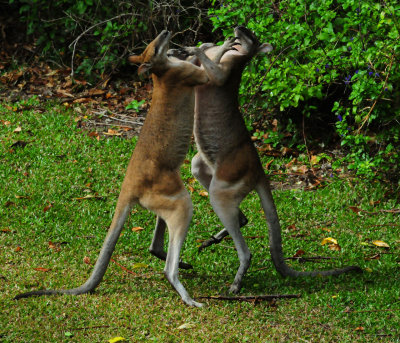 Fighting Wallaby's