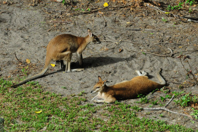 Wallaby's in our Back Yard