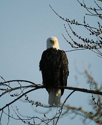 Bald Eagle on the Des Moines River