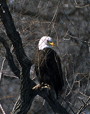 Bald Eagle along the Des Moines River