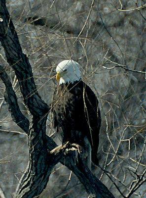 Bald Eagle along the Des Moines River