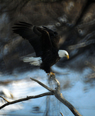 Bald Eagle on the Des Moines River