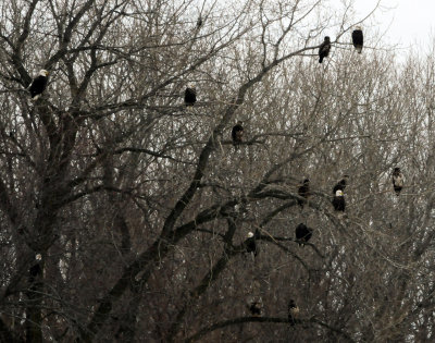 Eagles along the Des Moines River