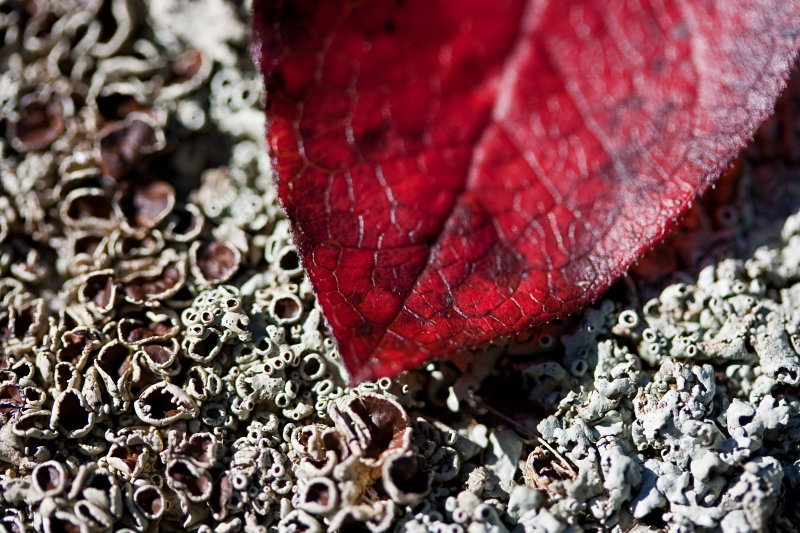 blueberry leaf on shield lichen