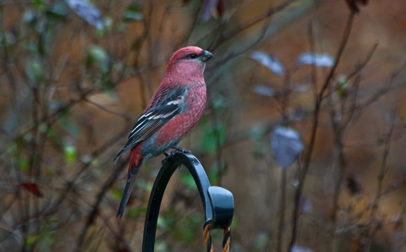 Pine Grosbeak