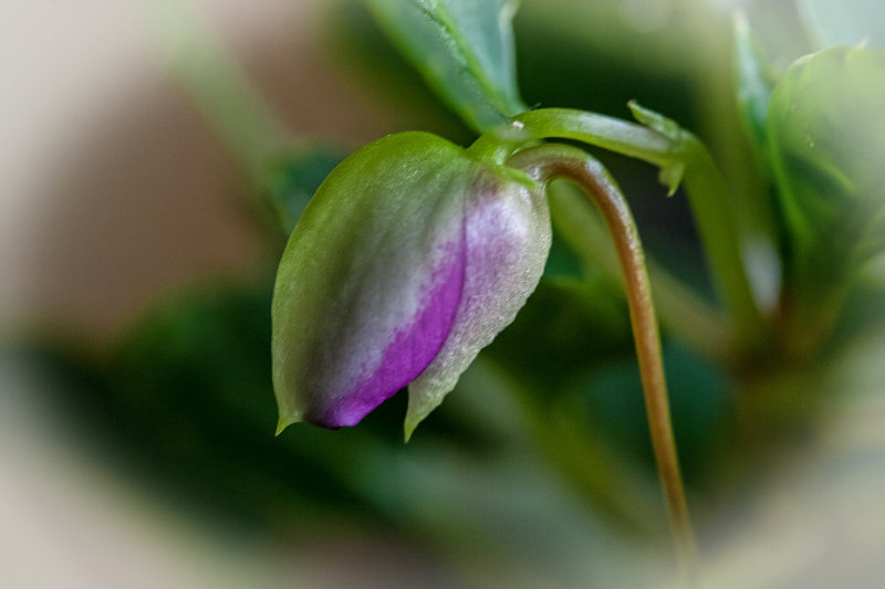 volunteer impatiens