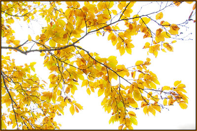 birch branch