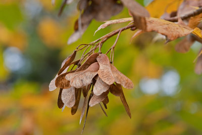 sugar maple wings