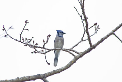 bluejay - gray sky