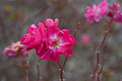 November rose