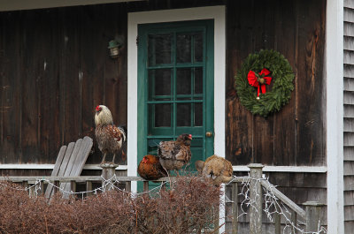 chickens and a wreath