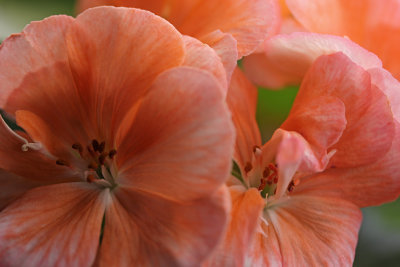 geranium under the growlights