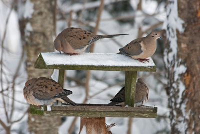 roosting