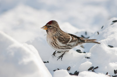 New Year's Redpoll!