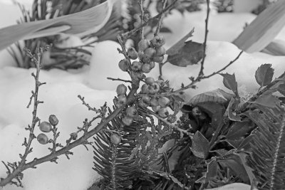 red berries and winter greens