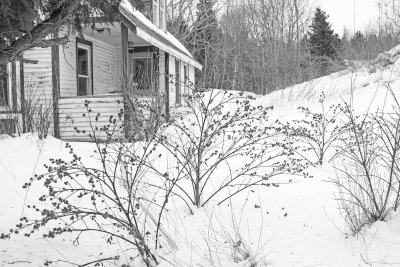 burdock 