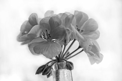 geranium
