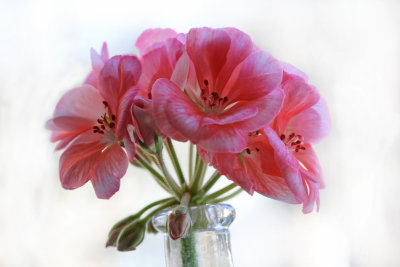 geranium