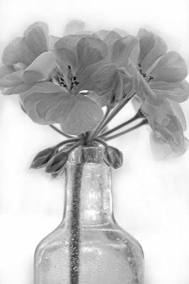dreamy pelargonium