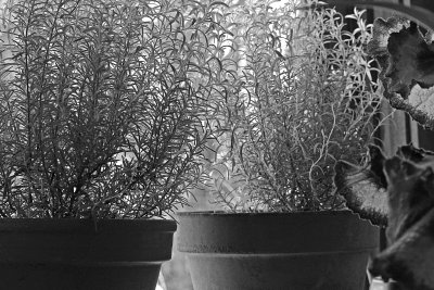 Rosemary