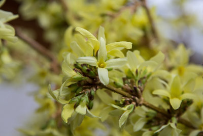 forcing forsythia