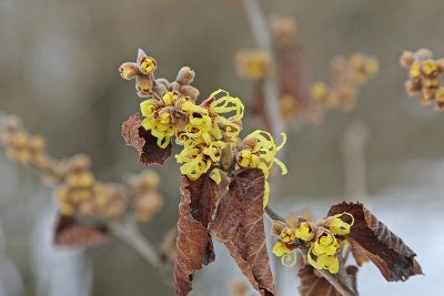 Witch Hazel