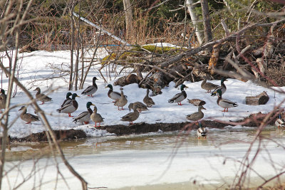 mallard ducks