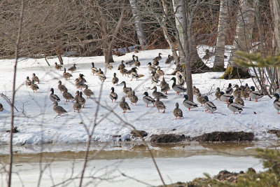 Mallard March