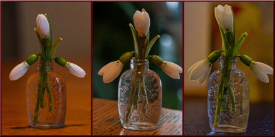 time lapse snowdrops