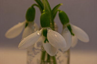 galanthus ~ snowdrops