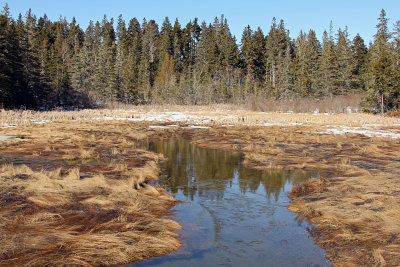 salt marsh