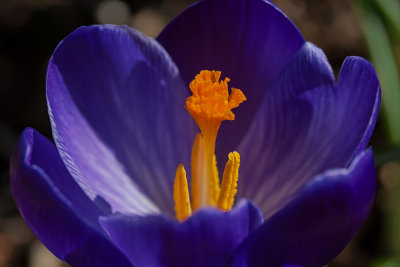 enhanced crocus