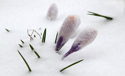 snow on crocus