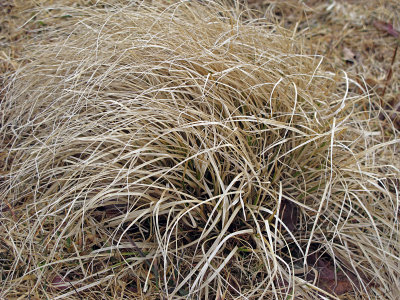 tussock 