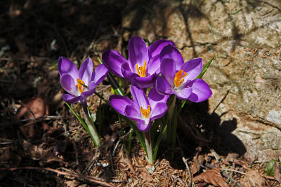 woodland crocus