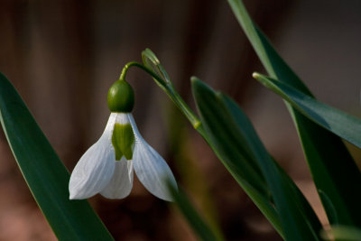 snowdrop