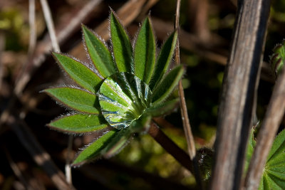tiny lupine leave holding a dewdrop