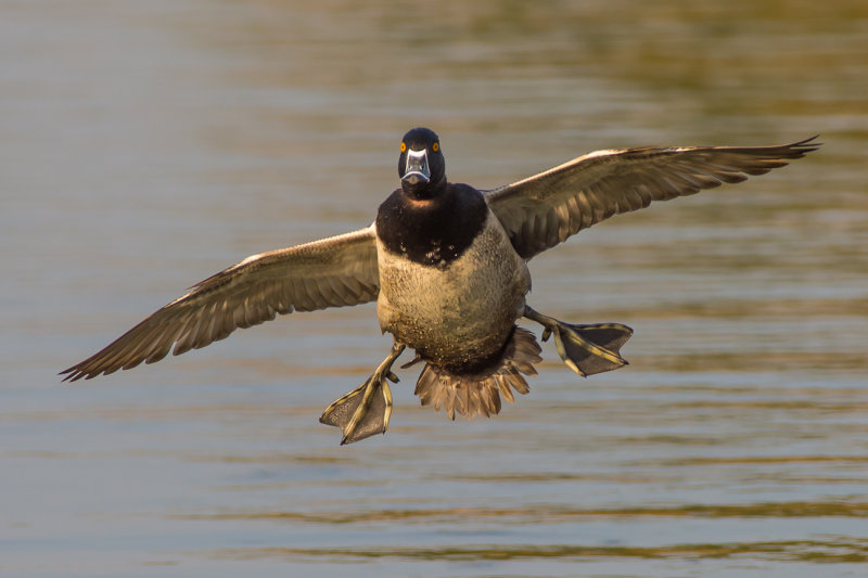 Santee Lakes Ducks