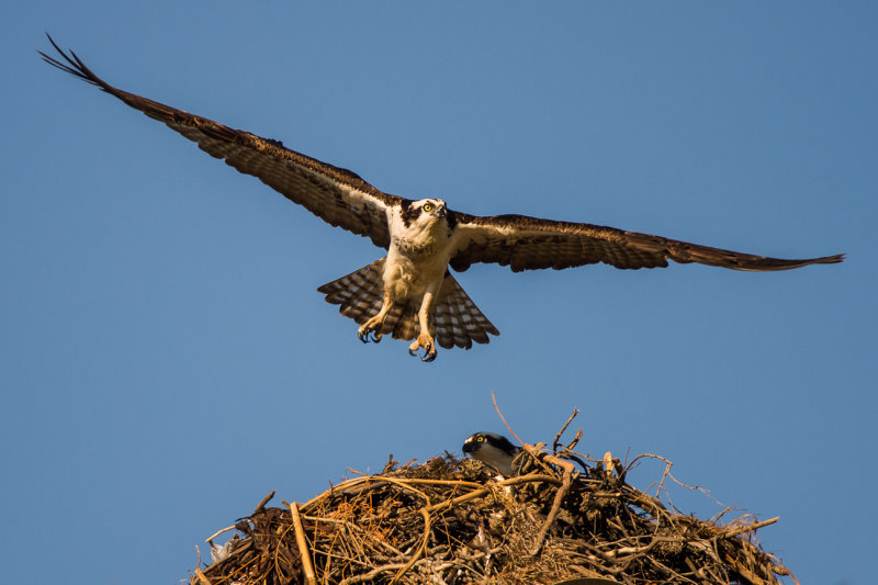 Osprey at Nest