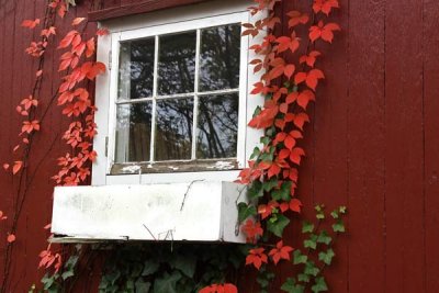 Old Window Box & Vine in Autumn