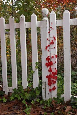 Picket Fence & Vine in Autumn