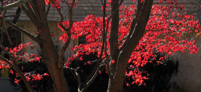 November Red Maple