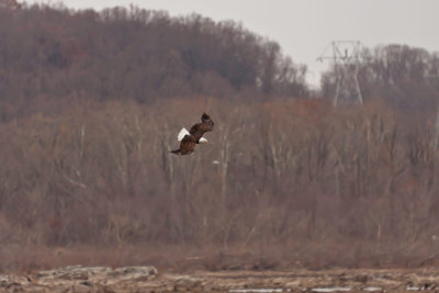 Soaring Over the Banks of the Susquehanna River