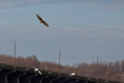 Soaring Over the Conowingo Dam