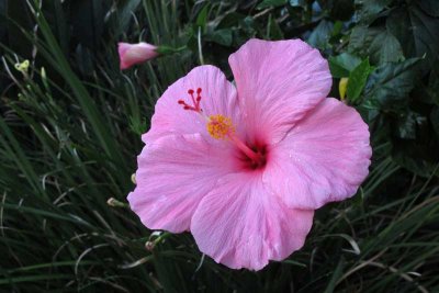 March Flowers in Florida