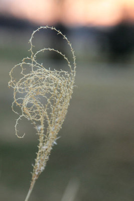 Winter Grass at Sunset